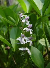 Image result for Orchidaceae