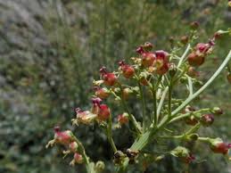 Image result for Ochthocharis