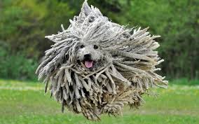 A Dog With A Huge Shaggy Coat And Looking Like Giant Mop Jumps Through A Meadow In Germany The Breed Of Dog Is A Puli A S Puli Dog Dog Breeds