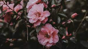 You can also upload and share your favorite flower aesthetic laptop wallpapers. 3840x2160 Wallpaper Wild Rose Bush Pink Flowers Beautiful Flowers Wallpapers Pink Flowers Wallpaper Flower Desktop Wallpaper