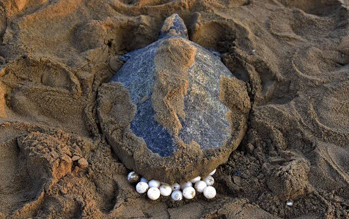 Mga resulta ng larawan para sa Olive Ridley sea turtle laying eggs"