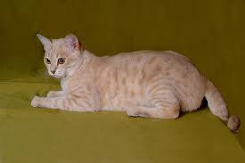 It is a cross between the abyssinian cat and the burmese cat. Australian Mist Diet Pictures Breeding Life Cycles Facts Behavior Animals Adda