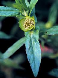 Image result for Enydra