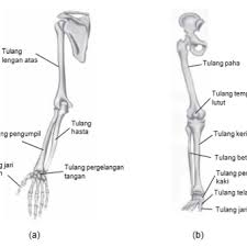 Maybe you would like to learn more about one of these? Bagian Rangka Manusia Halaman All Kompas Com