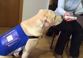 110 healthy people, 60 with lung cancer and 50 with chronic. A Trained Dog Smells Early Stage Lung Cancer With A High Degree Of Accuracy Cancer Therapy Advisor