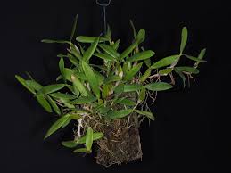 Image result for Bulbophyllum scaberulum