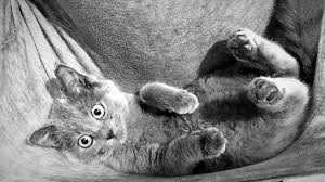 Pin On Scottishfold
