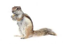 We did not find results for: Ardilla Caracteristicas Consejos Y Cuidados Como Mascota