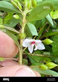 Image result for Sauvagesia