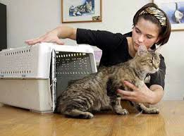 Overseas pet travel and animal relocation is often far more expensive than human travel. Domestic Pets Relocation In Hyderabad Laxmi Agarwal Packers And Movers