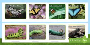 These small kitchen decorating pictures showcase different layouts to help you get the right look from a tiny space. Butterflies And Caterpillars Photo Pack Eyfs Early Years Ks1 Symmetry