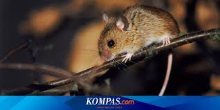 Ciri kucing sakit demam salah satu ini adalah salah satu perubahan tingkah laku yang umum terlihat dengan mudah. Demam Mendadak Hingga Kulit Kuning Kenali Gejala Penyakit Leptospirosis