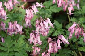 Dicentra Eximia Fringed Bleeding Heart Mnogoletniki Rastushie V Teni Rasteniya Rastushie V Teni Posadka Semyan
