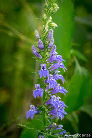 Image result for Lobelia minutula
