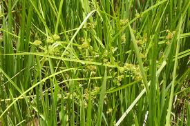 Image result for Courtoisina cyperoides