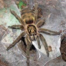 We have trinidad olive tarantula for sale. Trinidad Olive Neoholothele Incei