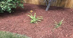 Check spelling or type a new query. Mulch Guide Types Pro Tips And Where To Mulch Lawnstarter