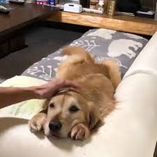 Golden Was A Good Boy Video Cute Baby Animals Cute Funny Animals Cute Animals