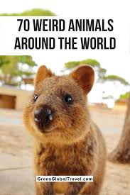 An Epic Guide To 70 Cool Weird Animals Around The World Funny Looking Animals Weird Animals Real Weird Animals