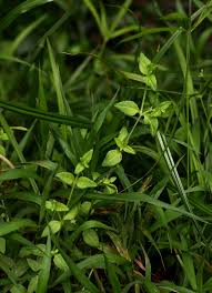 Image result for Wahlenbergia madagascariensis