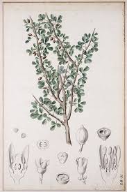 Myrrh Botanical Illustration Wikimediacommons Illustration Botanical Print Botanical Illustration Myrrh Botanical Prints