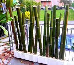 Bambù come materiale da costruzione sostenibile, flessibile e resistente. Periscopio In Vendita Canne Di Bambu Bambu Con Diametri Da 1 A 10 Cm Lunghezza Da Definire