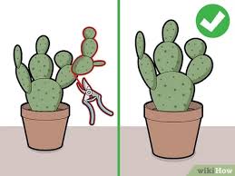 The exception are the rare o. 4 Ways To Prune Cactus Wikihow