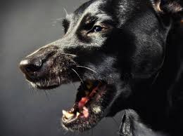 Da hilft nur, die tiere zu impfen. Tollwut Beim Hund Verlauf Der Todlichen Krankheit