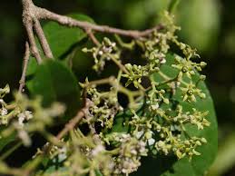 Image result for Hippocratea parviflora