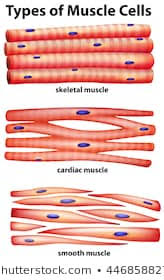 Smooth Muscle Images Stock Photos Vectors Shutterstock