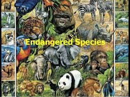 Find out about national parks of india, gir national park information, ranthambore national park . List Of Endangered Animals In India Gk India Today