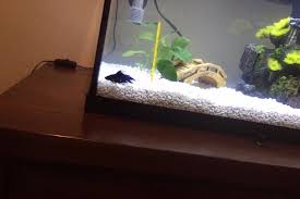 I have 1 female, and 4 male betta fish currently. My Betta Fish Is Hanging Out In The Corners And Edges Aquariacentral Com