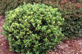 Image result for Euonymus