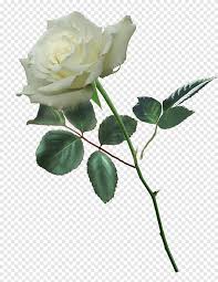 To created add 26 pieces, transparent white rose images of your project files with the background cleaned. White Rose Png Images Pngegg