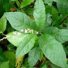Image result for Petiveria alliacea