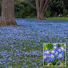 Flowering for a remarkably long time they bear clusters of bloom spikes that offer scented deep blue flowers. Early Snow Glories 100 Bulbs Breck S