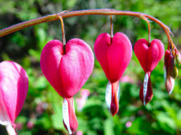 Download heart & flowers hd & widescreen love wallpaper from the above resolutions. Red Bleeding Heart Flowers Photograph By Allen Penton