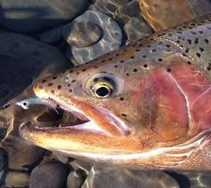 Photos Great Lakes Steelhead And Old Man Winter Orvis News Steelhead Fishing Steelhead Trout Fishing