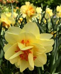 Narcissus Tahiti Tahiti Is An Award Winning Variety With Large 4 Wide Soft Yellow Flowers With A Fully Double Cup Of Bulb Flowers Narcissus Flower Narcissus