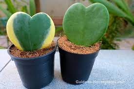 What kind of plant is a hoya kerri? Hoya Kerrii Plant Care Grow This Valentine Hoya Indoors