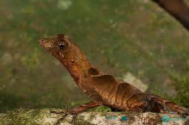 Image result for Anolis scypheus
