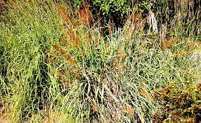 Image result for Sorghastrum stipoides