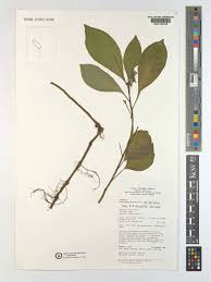 Image result for Dorstenia psilurus