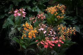 Image result for Habenaria rhopalostigma