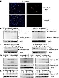 We did not find results for: Effects Of Egcg On Apoptotic Signaling Pathway In Mesothelioma Cells Download Scientific Diagram