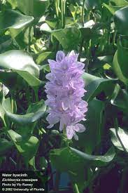 Controlling Weeds In Your Pond Water Hyacinth Panhandle Agriculture