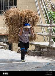 Chinese ethnic minority lady going about her daily life carrying heavy  bails of straw . China Stock Photo 
