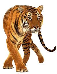 Browse 73 png images free stock photos and images available, or start a new search to explore more stock photos and images. Tiger Png Free Download 4 Png Images Download Tiger Png Free Download 4 Pictures Download Tiger Png Free Download 4 Png Vector Stock Images Free Png Download