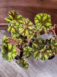 Image result for Begonia oxyloba