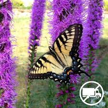 Image result for Pycnostachys reticulata